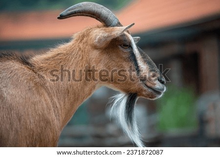 Portrait of a goat with long hair on a green background. Male goat. Royalty-Free Stock Photo #2371872087