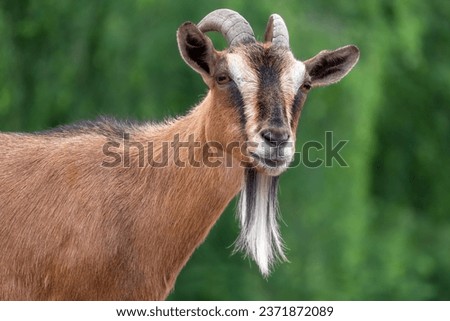 Portrait of a goat with long hair on a green background. Male goat. Royalty-Free Stock Photo #2371872089