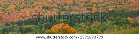 Colorful autumn trees with a row of pines on a Wisconsin hillside in October, panorama