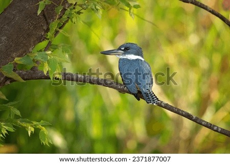 The ringed kingfisher (Megaceryle torquata) is a large, conspicuous, and noisy kingfisher bird commonly found along the lower Rio Grande Valley in southeasternmost Texas in the United States through 