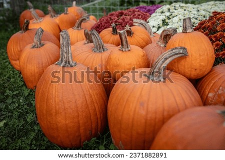pumpkins on grass halloween decorations in front of house october