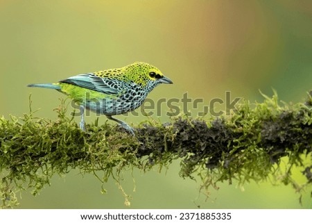 The speckled tanager (Ixothraupis guttata) is a medium-sized passerine bird. It is a resident breeder in Costa Rica, Panama, Trinidad, Venezuela, Colombia, Guyana, Suriname  Royalty-Free Stock Photo #2371885335