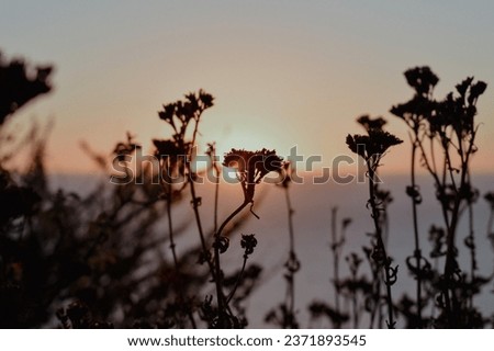 Silhouetted flowers in California sunset