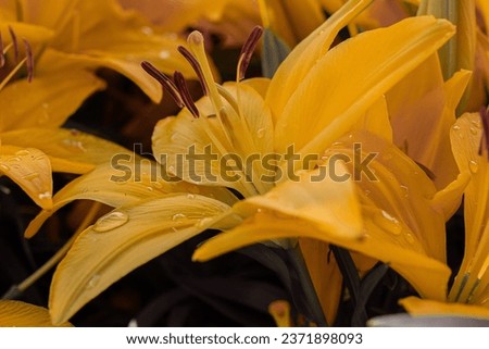 yellow lily up close with water drop