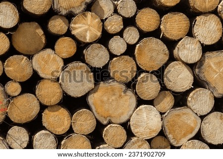 Natural wooden logs are cut and stacked in piles. The pile of the cut tree for fireplace or heating. Decorative Felling tree background. Abstract photo of a pile. A close-up view of wooden logs.