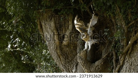 Barn Owl, tyto alba, Adult in flight, Normandy, Taking off from Nest