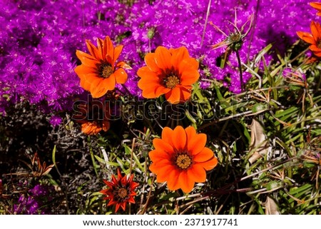 A photo of very bright, colorful succulent plants blooming in full sunlight in Worcester, South Africa.