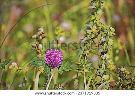 Beautiful, natural, meadow plants, flowers, clover in summer.