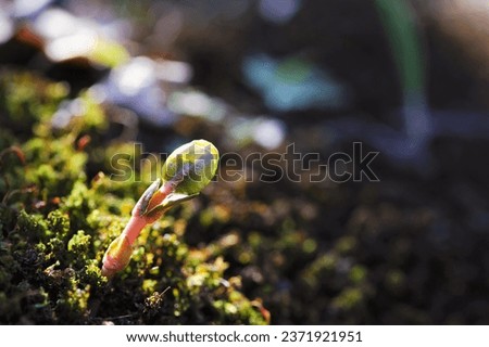 A small plant germinates in spring. Close up of young seeds germination and growing plants, wet green moss, natural background. growing, sprout, early spring. macro nature Royalty-Free Stock Photo #2371921951