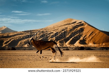 Oryx running in the Sossusvlei area, Namib-Naukluft National Park, Namibia. The southern oryx or gemsbok (Oryx gazelle) is a large antelope native to the arid regions of Southern Africa. Royalty-Free Stock Photo #2371929321