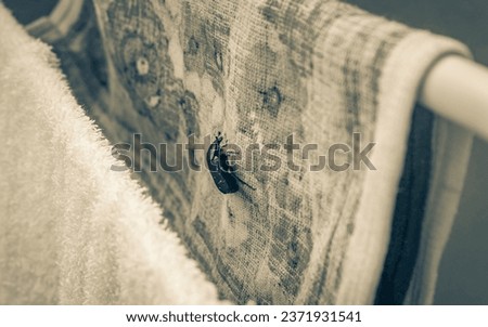 Large green shiny rose beetle on towels landed in Croatia. Royalty-Free Stock Photo #2371931541