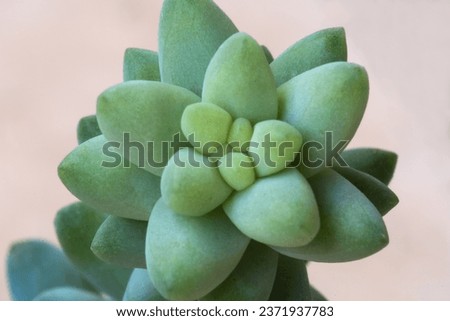Image of a star-shaped succulent plant