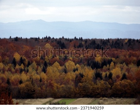 In autumn, the forest acquires different colors and becomes incredibly beautiful