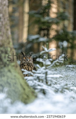Winter in nature with an Eurasian eagle-owl (Bubo bubo), sits in a snowy spruce forest. Portrait of a owl in the nature habitat.