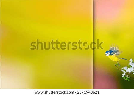 Flying bird. Photo with a frosted glass effect applied to one side. presentation, card, poster etc. ready-to-use image. Blue tit. Colorful nature background. 