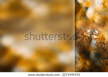 Kissing owl. Photo with a frosted glass effect applied to one side. presentation, card, poster etc. ready-to-use image.