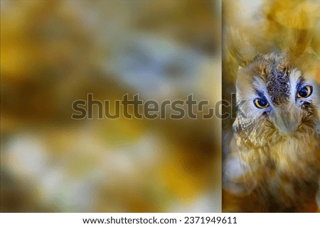 Long eared Owl. Photo with a frosted glass effect applied to one side. presentation, card, poster etc. ready-to-use image. Bokeh nature background. 
