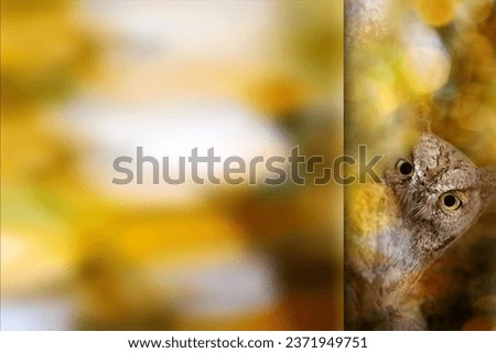Owl. Photo with a frosted glass effect applied to one side. presentation, card, poster etc. ready-to-use image. Bird: Scops owl. Bokeh nature background.