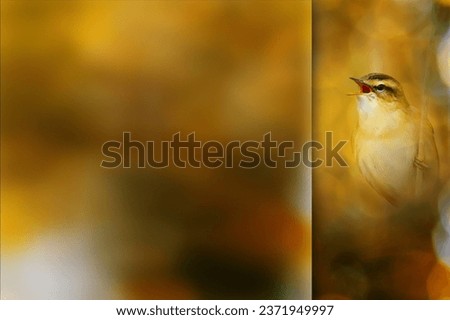 Singing bird. Photo with a frosted glass effect applied to one side. presentation, card, poster etc. ready-to-use image.
