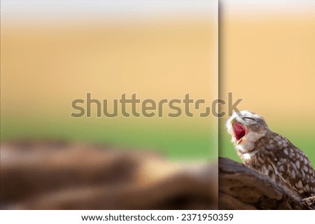 Yawning owl. Photo with a frosted glass effect applied to one side. presentation, card, poster etc. ready-to-use image. Nature background.