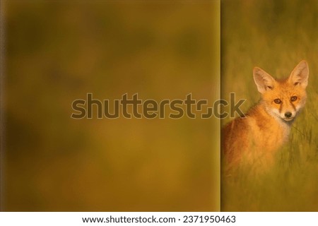 Fox. Photo with a frosted glass effect applied to one side. presentation, card, poster etc. ready-to-use image. Green nature background.