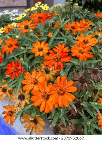 Bright orange, pink, purple, red, white and yellow zinnia. Big and beautiful flowers blooming all summer. Annual, non-toxic, deer resistant plant. Butterflies and hummingbirds are attracted. 