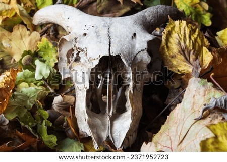 A skull surrounded and hidden by freshly fallen leaves on a autumn day