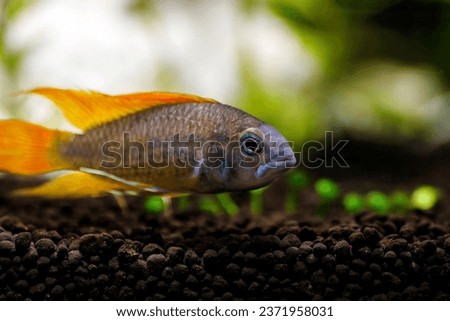 Cockatoo dwarf cichlid fish - Apistogramma cacatuoides Royalty-Free Stock Photo #2371958031