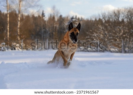 Portrait of an adult Belgian Malinois jumping in a snowdrift