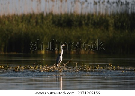 Nature in romania, danube a bird perched on a branch in the tranquil waters of a nature reserve wildlife Delta landscape