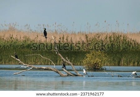 Nature in romania, danube a group of birds perched on a tree branch in a wildlife reservation wildlife Delta landscape