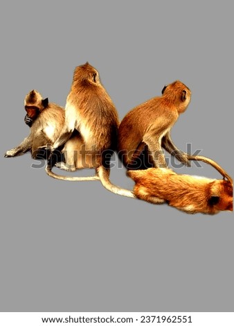 This picture the four monkeys are golden yellow, grey background.