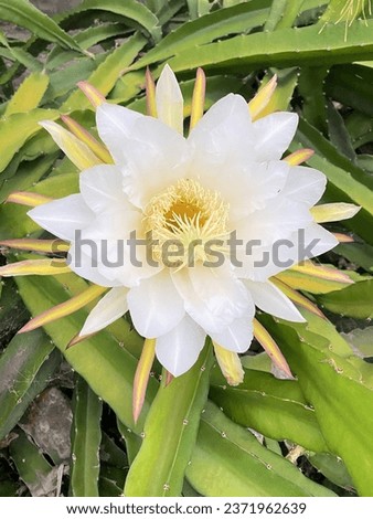 Dragon fruit flowers are blooming