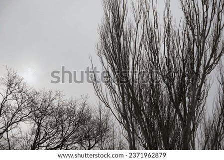 winter scene featuring trees in near silhouette an a hiding sun
