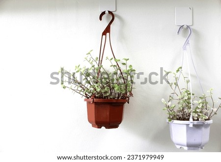 Mini Turtle Plant in brown and white plant pot hang on white wall