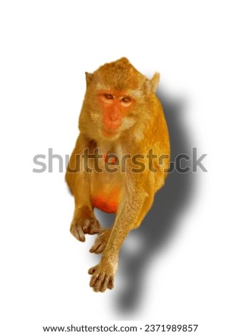 This picture is a monkey golden yellow white background with grey shadows.