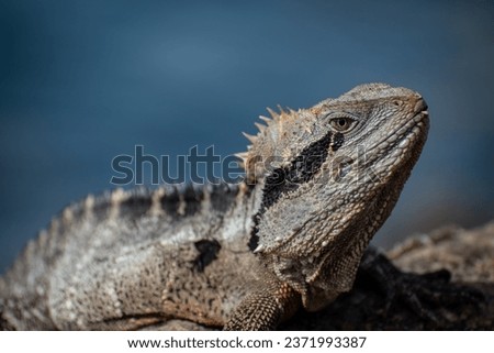 Closeup of an Australian water dragon, intellagama lesuerii, resting on a rock with an out of focus river in the background.