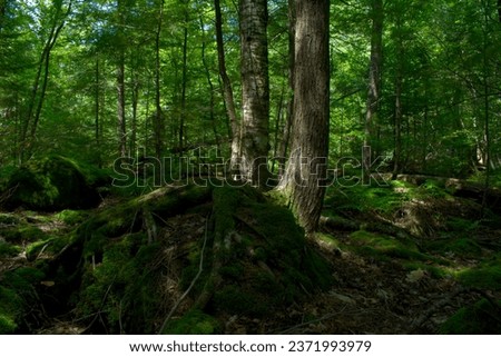 Mossy trees in a forest