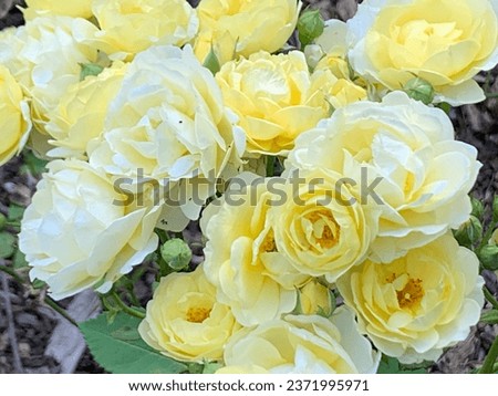 yellow rose, nature, beautiful, dream, romantic