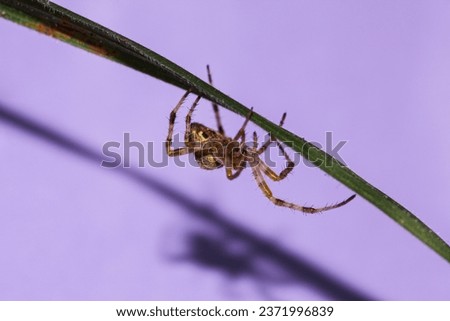 The picture on a purple background with a very beautiful species of spider called Araneus diadematus.