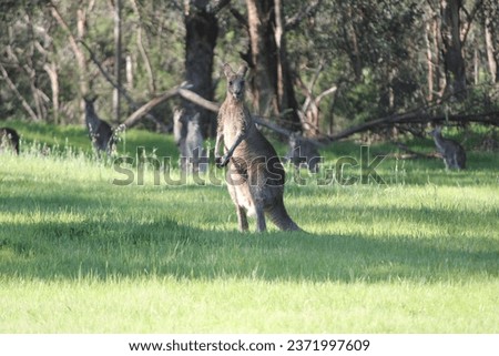 eastern grey kangaroos in the wild in a grassy green field