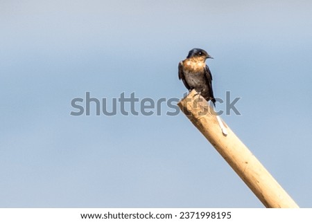 The Pacific swallow, Hirundo tahitica is a small passerine bird in the swallow family.
