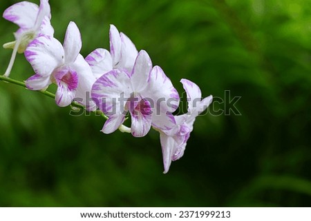 Orchid flower of Dendrobium Enobi Purple growing in a pot on the morning for selective focus.Dendrobium orchid species have been developed for domestic and export on the orchid industry of Thailand.