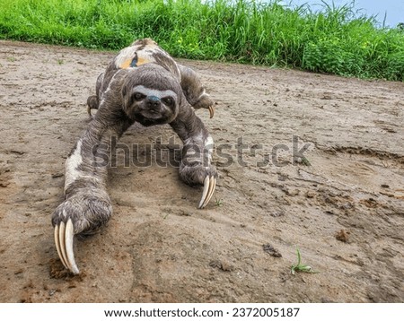 Sloth walking on the ground in Peru Amazon 