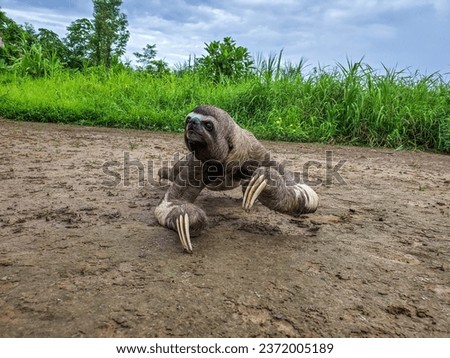 Sloth walking on the ground in Peru Amazon 