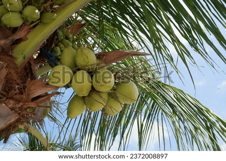 young green coconuts hanging on a tree, photo concept for a summer holiday brochure or flyer