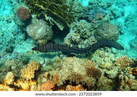 Grey spotted moray eel swimming on the coral reef.  Animal in the ocean, corals and fish. Snorkeling with the marine life, underwater photography. Wildlife picture from traveling.