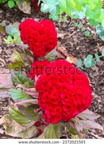 Bright red flowers in heart shapes