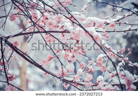 Red plum blossoms and snow. Royalty-Free Stock Photo #2372027213