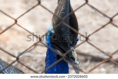 a photography of a blue bird with a black head and a blue neck, there is a bird that is looking through a fence.